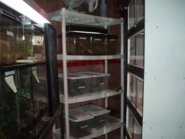 Geckos011.jpg