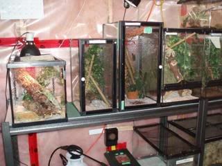 Geckos013.jpg