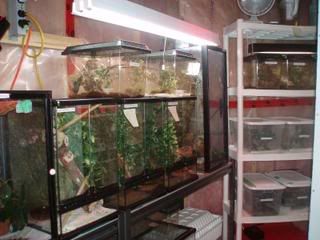 Geckos014.jpg