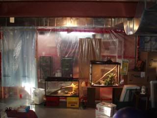 Geckos017.jpg