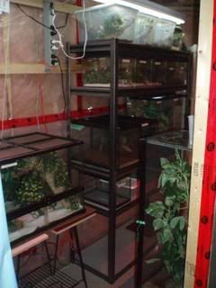 Geckos018.jpg