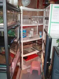 Geckos019.jpg