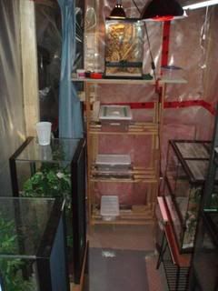 Geckos021.jpg