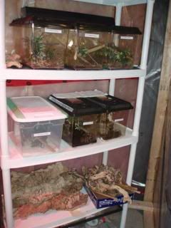 HatchlingRackGeckoroom3uroplatusGue.jpg