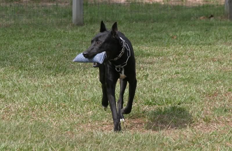 Donovan+Pinscher Protection Dogs International Forum: 1 year old Donovan Pinscher
