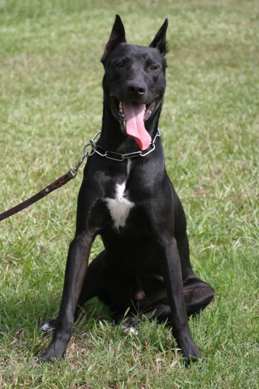 Donovan+Pinscher Protection Dogs International Forum: 1 year old Donovan Pinscher