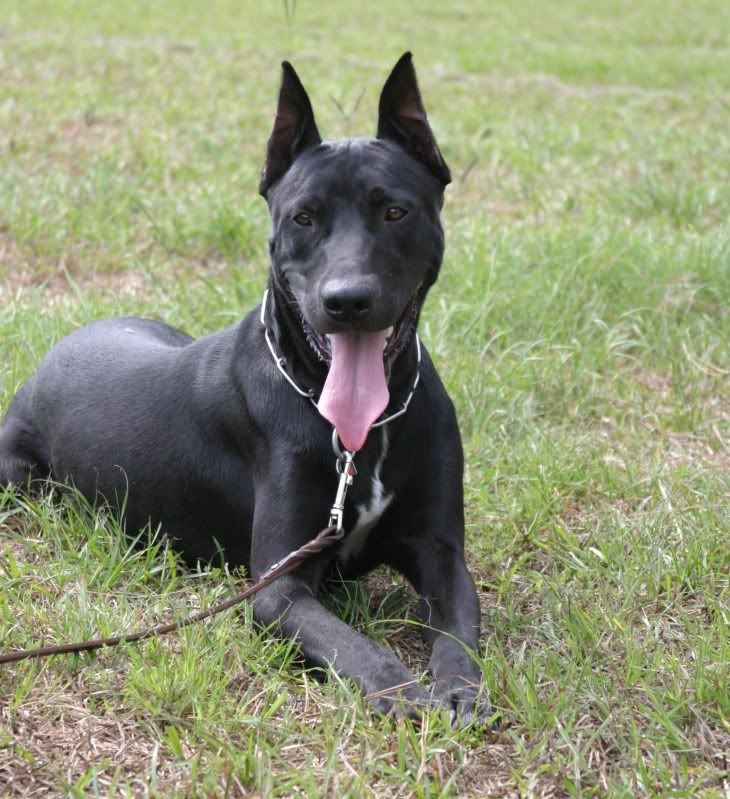 Donovan+Pinscher Protection Dogs International Forum: 1 year old Donovan Pinscher
