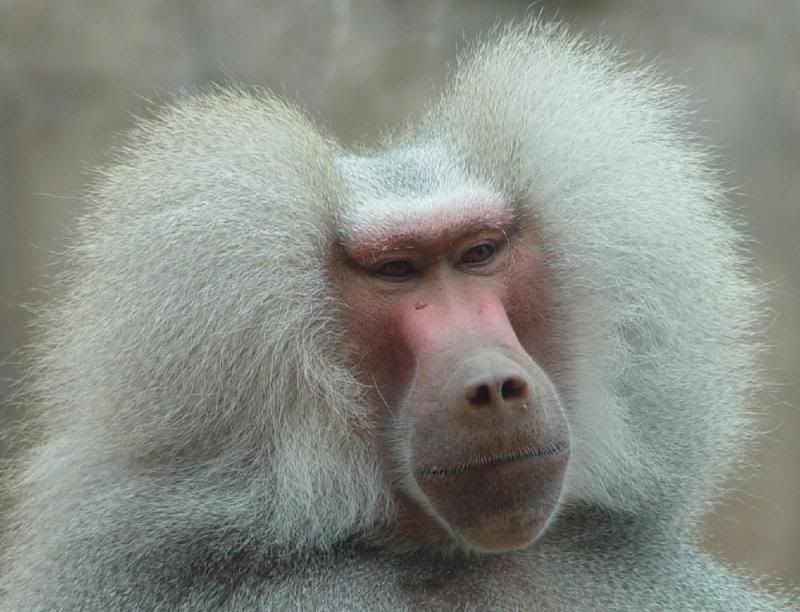 hamadryasbaboon.jpg