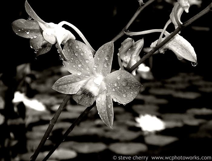 bw orchid