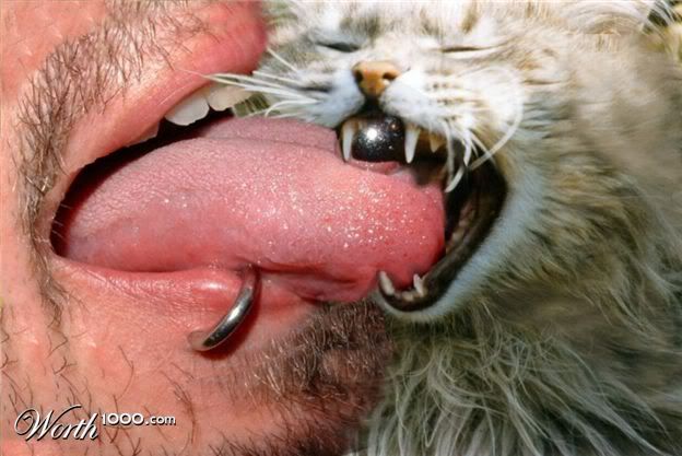 cat has tongue photo: Cat Got Your Tongue? CatGotYourTongue.jpg