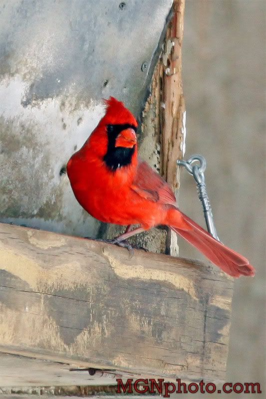 IMAGE: http://i86.photobucket.com/albums/k95/mgnphoto/MGNphoto_3263.jpg