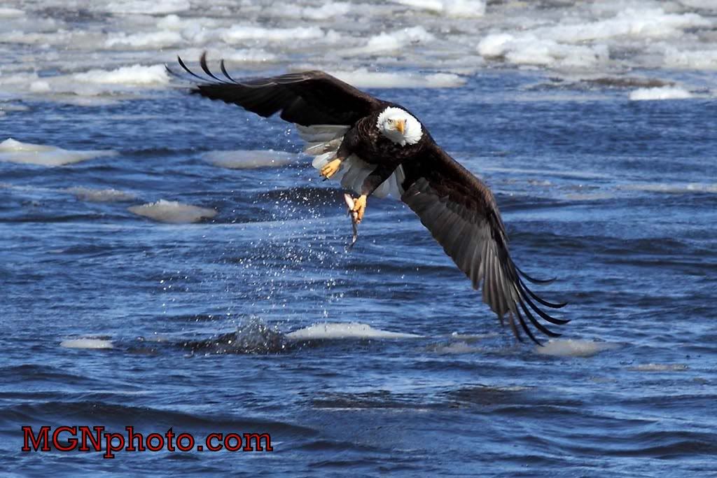 IMAGE: http://i86.photobucket.com/albums/k95/mgnphoto/MGNphoto_4493.jpg