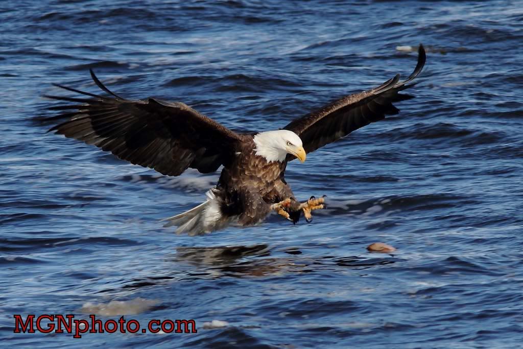 IMAGE: http://i86.photobucket.com/albums/k95/mgnphoto/MGNphoto_4509.jpg