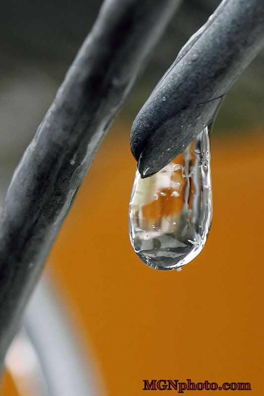 IMAGE: http://i86.photobucket.com/albums/k95/mgnphoto/MGNphoto_4919frozen.jpg