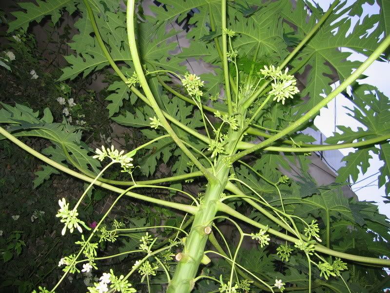 Papaya bloom