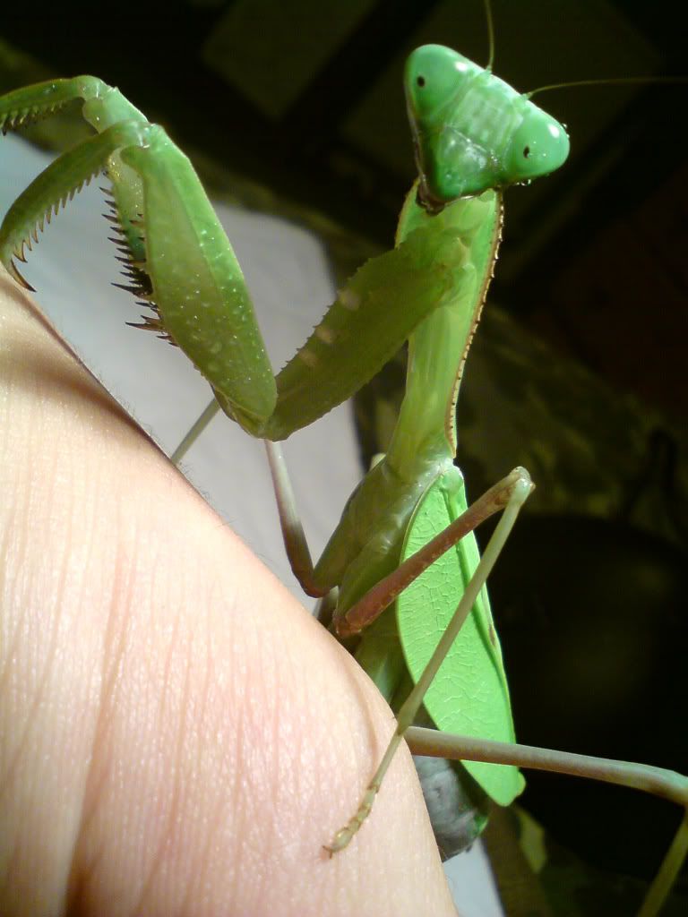 congo green mantis