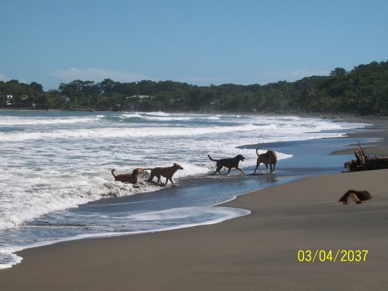 HoneymoonChristmas2008049.jpg Wild dogs playing on the beach image by ginadrummond