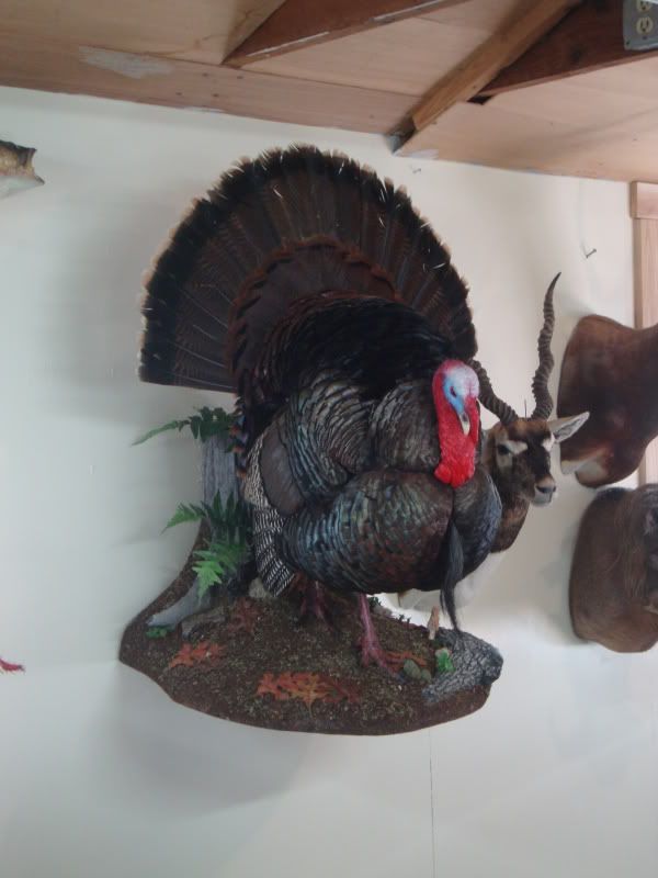 Strutting turkey hanging on wall to the Forum and Community!