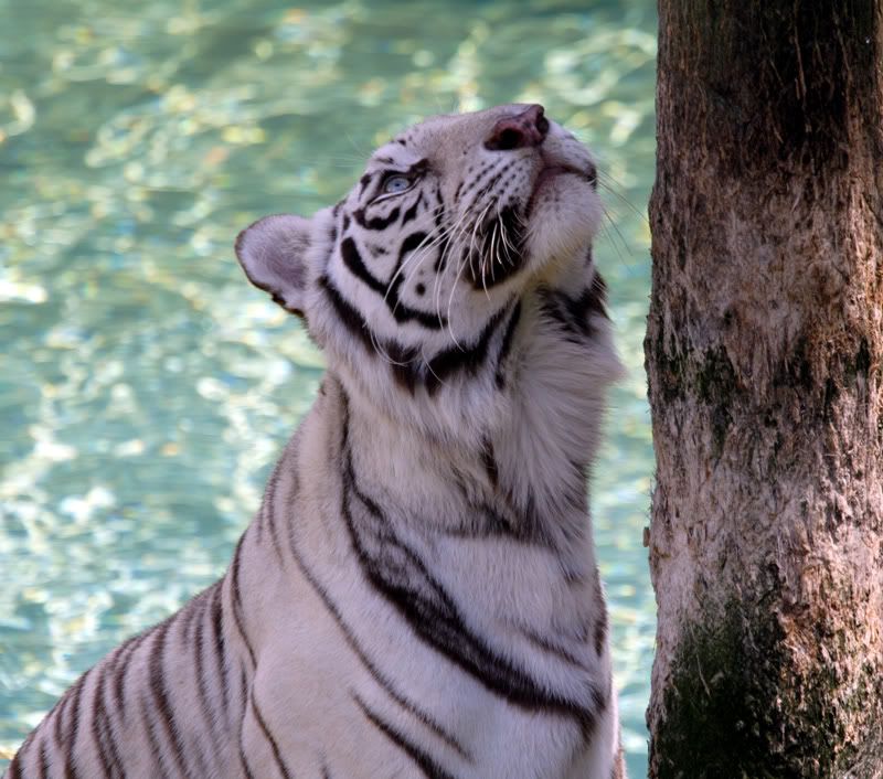 IMAGE: http://i86.photobucket.com/albums/k99/mdoc9523/DPP_0291a.jpg