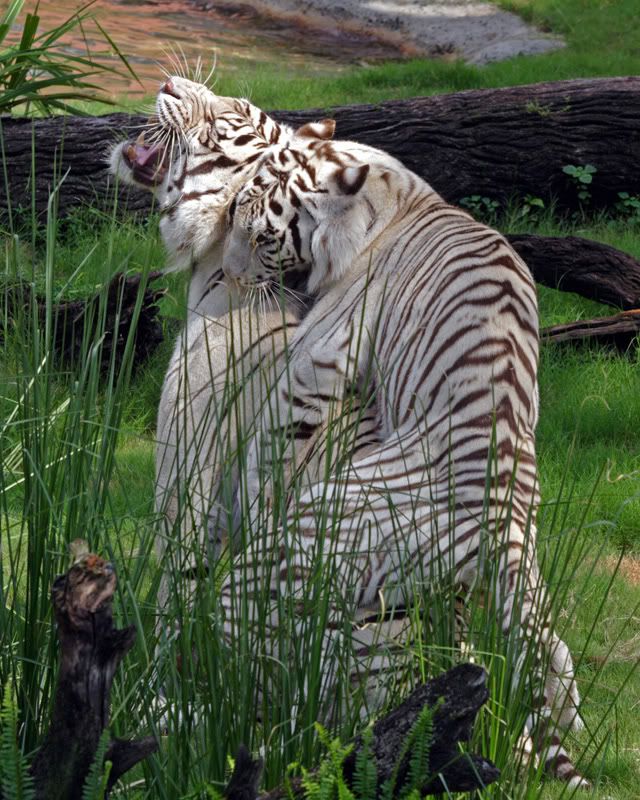 tiger reproduction tiger reproduction