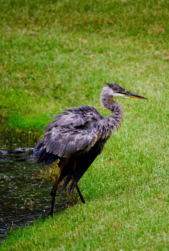 IMAGE: http://i86.photobucket.com/albums/k99/mdoc9523/DSC_3122a.jpg