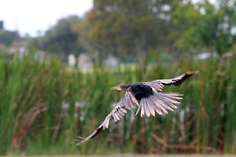 IMAGE: http://i86.photobucket.com/albums/k99/mdoc9523/IMG_0557A.jpg