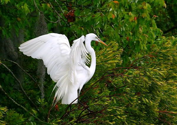 IMAGE: http://i86.photobucket.com/albums/k99/mdoc9523/IMG_2072f.jpg