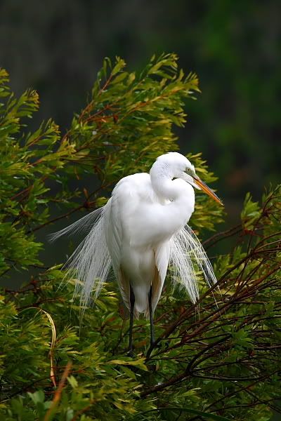 IMAGE: http://i86.photobucket.com/albums/k99/mdoc9523/IMG_2084.jpg