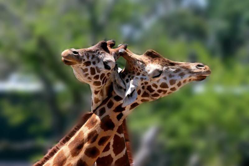 IMAGE: http://i86.photobucket.com/albums/k99/mdoc9523/IMG_2817z.jpg