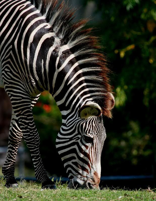 IMAGE: http://i86.photobucket.com/albums/k99/mdoc9523/IMG_3890a.jpg