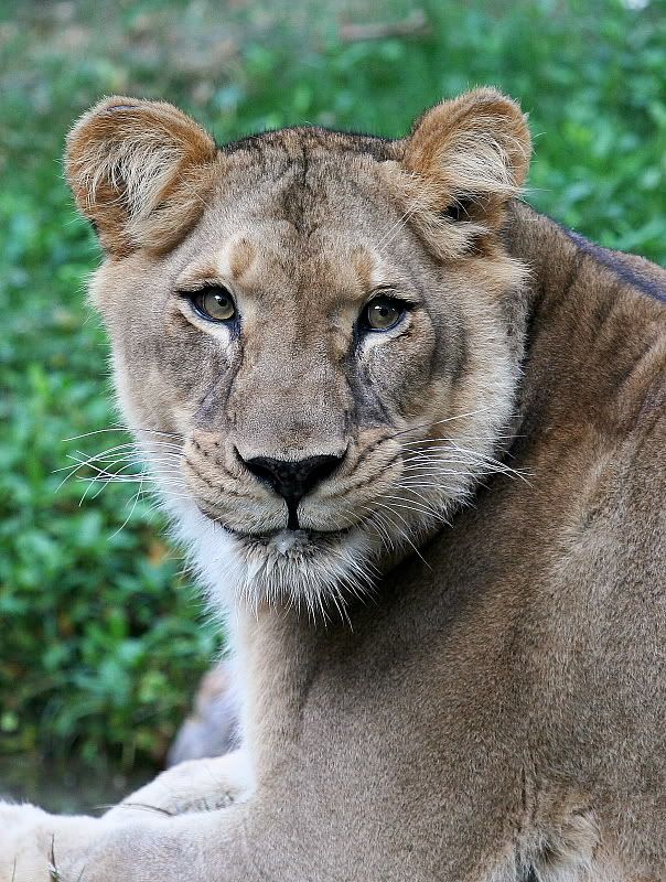 IMAGE: http://i86.photobucket.com/albums/k99/mdoc9523/IMG_5979k.jpg