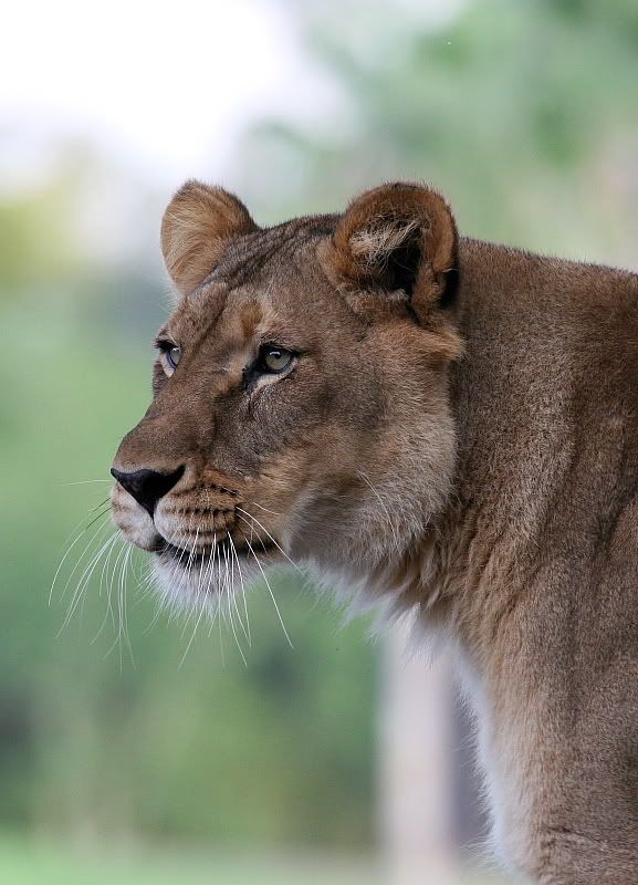 IMAGE: http://i86.photobucket.com/albums/k99/mdoc9523/IMG_6040h.jpg