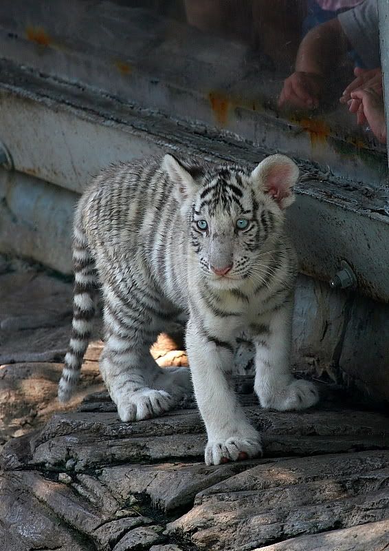 Baby White Tigers