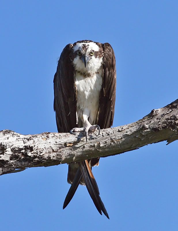 IMAGE: http://i86.photobucket.com/albums/k99/mdoc9523/IMG_9597a.jpg