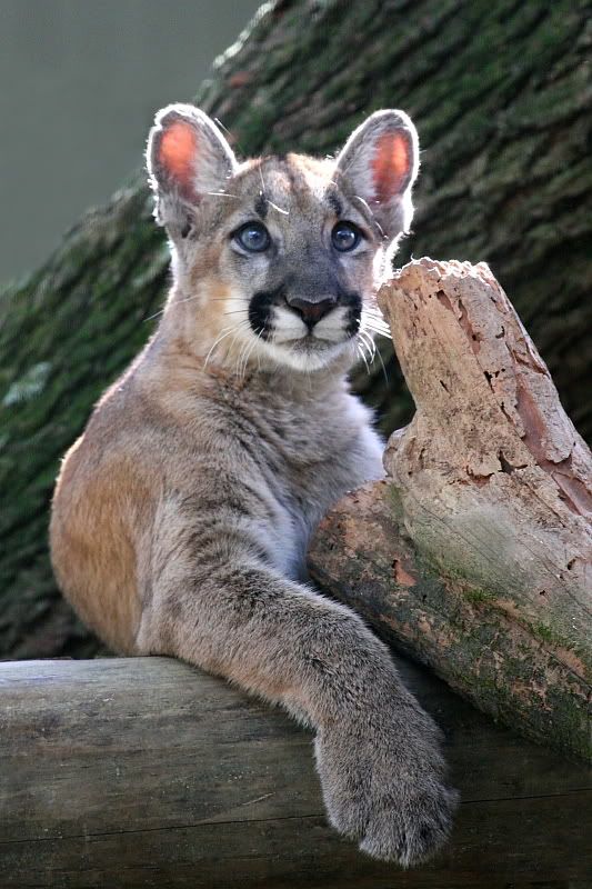 IMAGE: http://i86.photobucket.com/albums/k99/mdoc9523/IMG_9909a.jpg