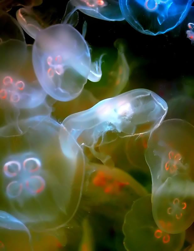 IMAGE: http://i86.photobucket.com/albums/k99/mdoc9523/sara008.jpg