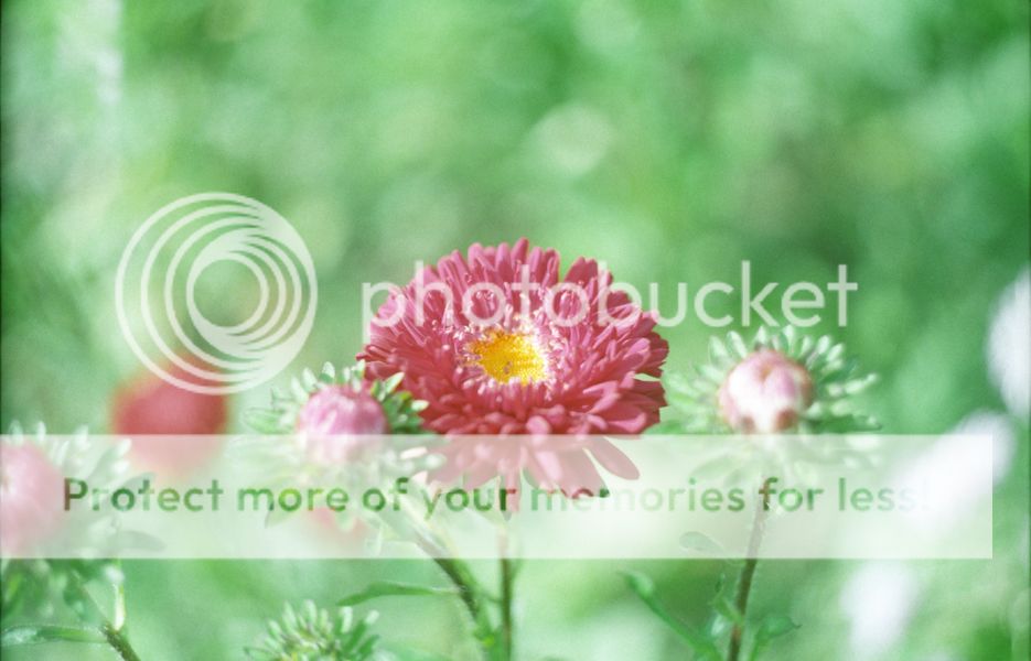 Zenit 11 / 2012-2013 photo 9-2_zpsf0lhug8z.jpg