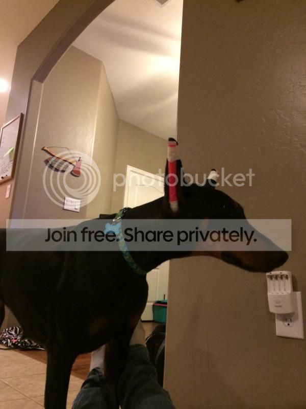 6 Places To Seek A Dog Breed