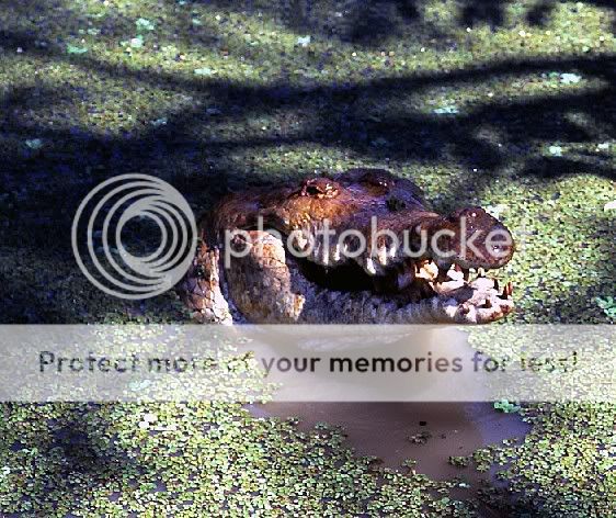 CaimanorinocoHatoMasaragual.jpg image by reina_pepiada